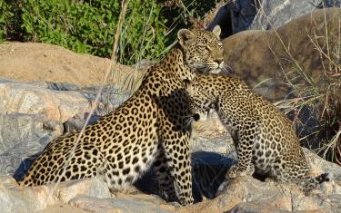 Leoparden